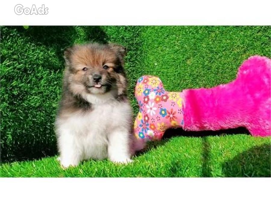 Adorable Pomeranian puppy for adoption 