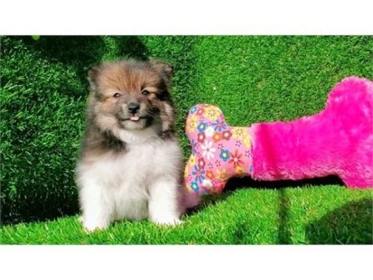 Adorable Pomeranian puppy for adoption