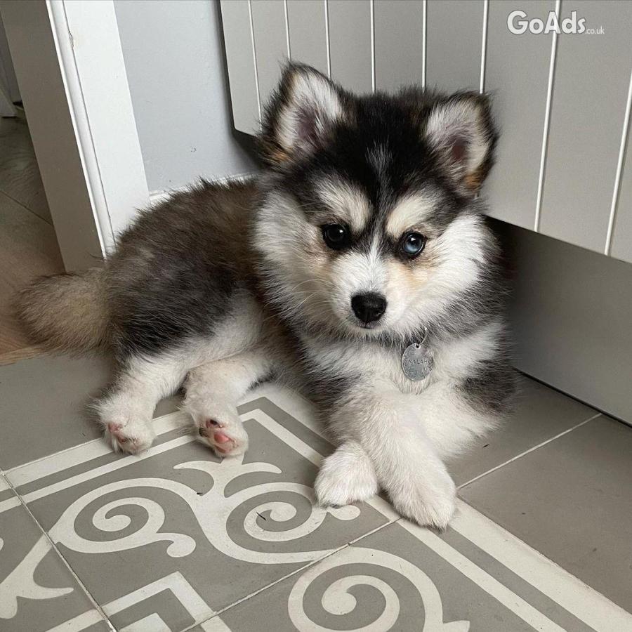 Adorable Pomsky puppies for adoption