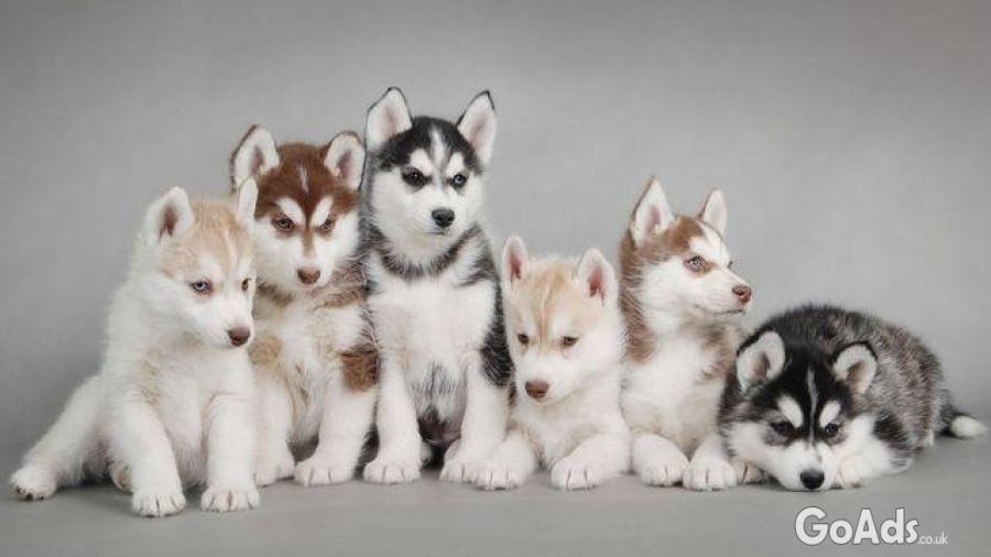 Adorable pomsky puppies for sale
