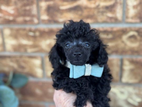 Adorable Poodle Puppies For Sale