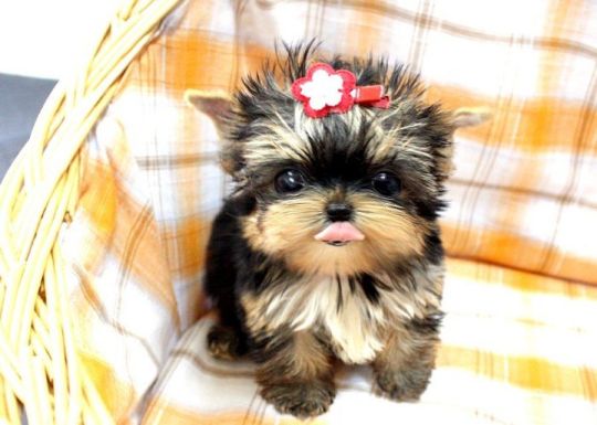 Adorable Puppies for Sale – Pomeranian, Yorkie & Pug
