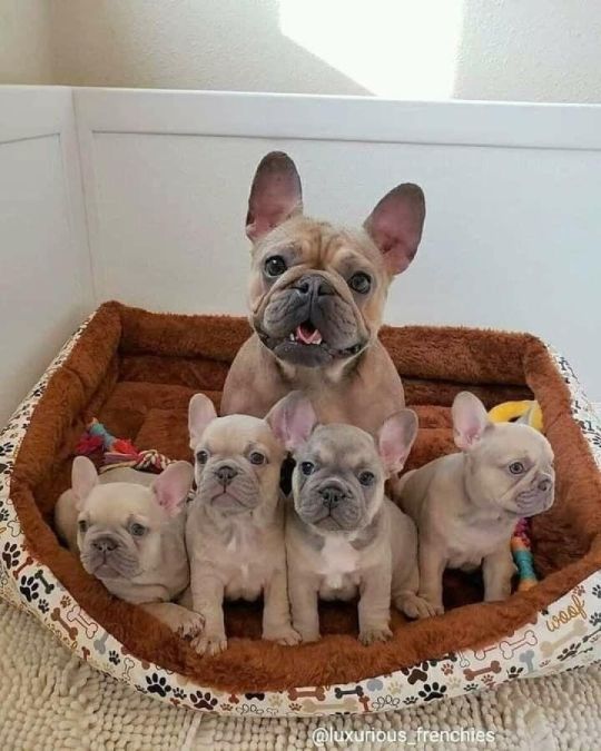 Adorable pure French pups ready to leave now!!!!!