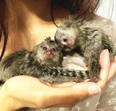 Adorable Pygmy Marmoset Monkeys for Sale