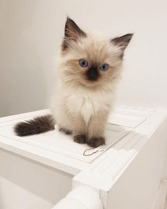 ADORABLE RAGDOLLS AND MAINE COONS FOR SALE