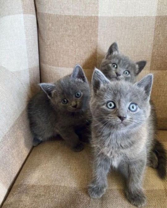 Adorable Russian Blue Female kitten