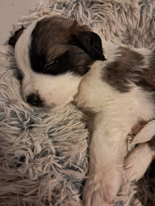 Adorable saint bernard puppies