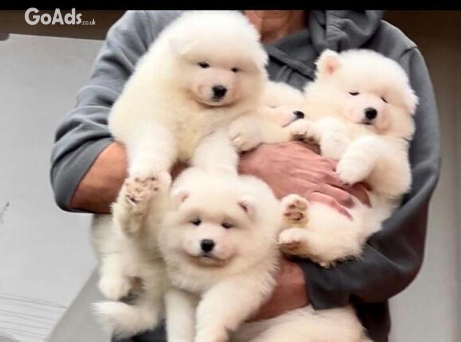 Adorable Samoyed puppys 
