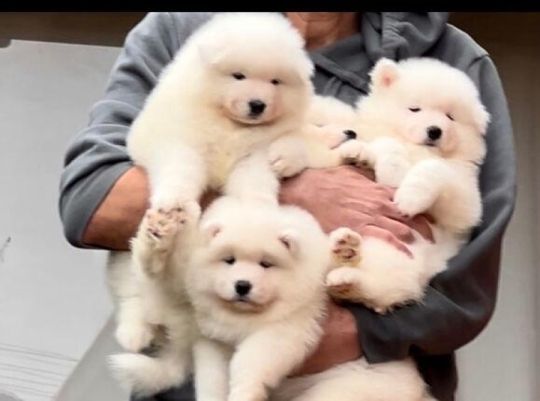 Adorable Samoyed puppys