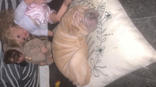 Adorable shar pei puppys
