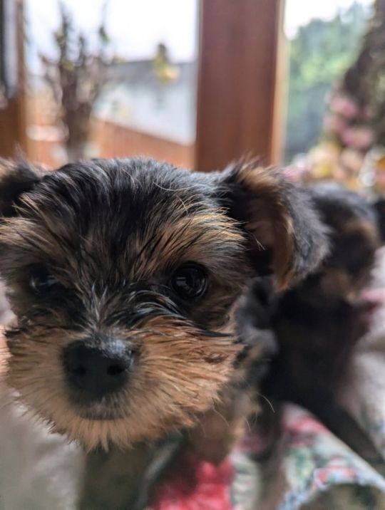 Adorable Yorkshire Terrier Puppies Looking for a New Home!
