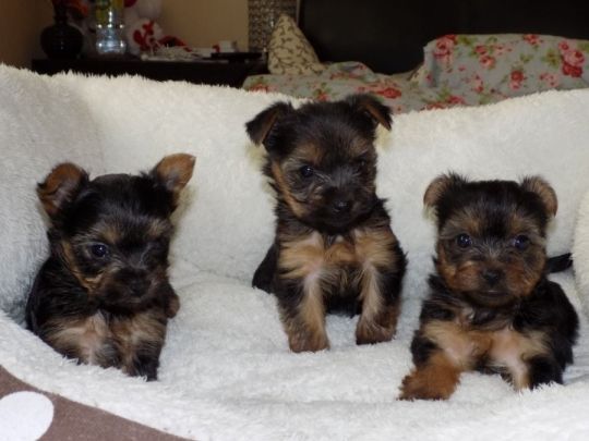 Adorable yorkshire terrier pups .