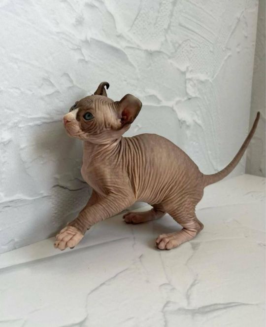 Affectionate Spynx Kittens Rehoming