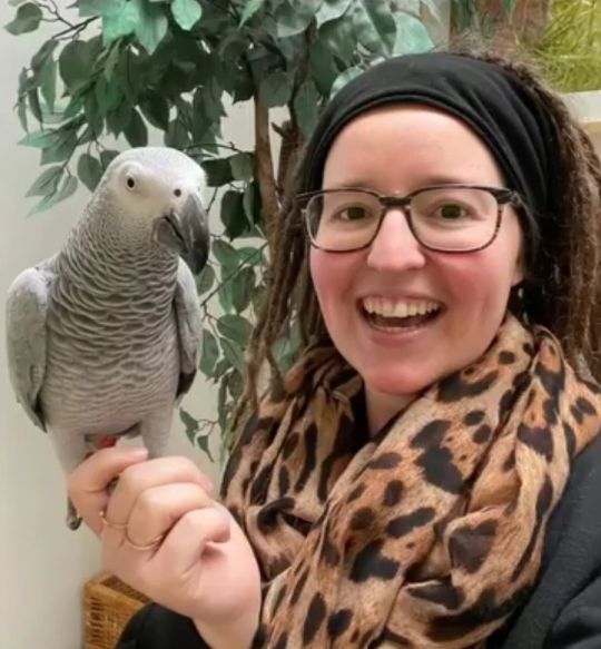 African grey parrot for sale
