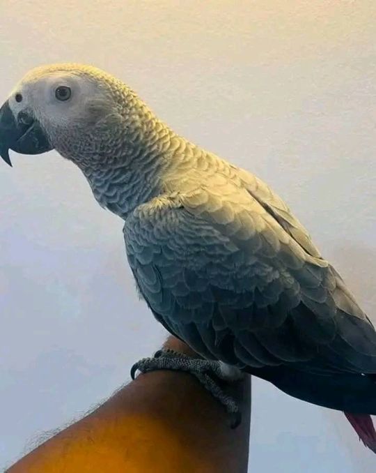African grey parrot