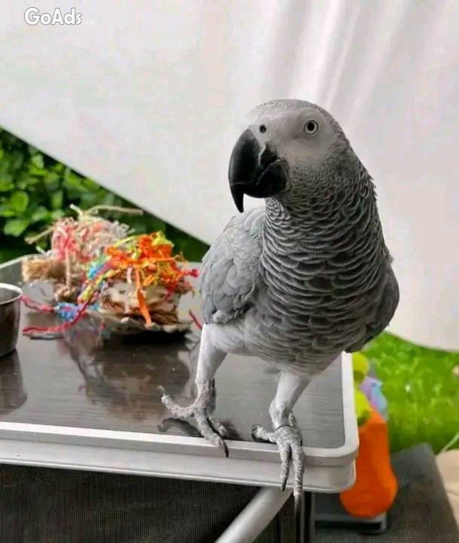 African grey parrot