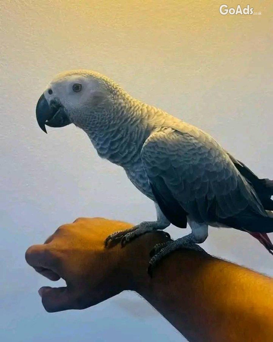 African grey parrot