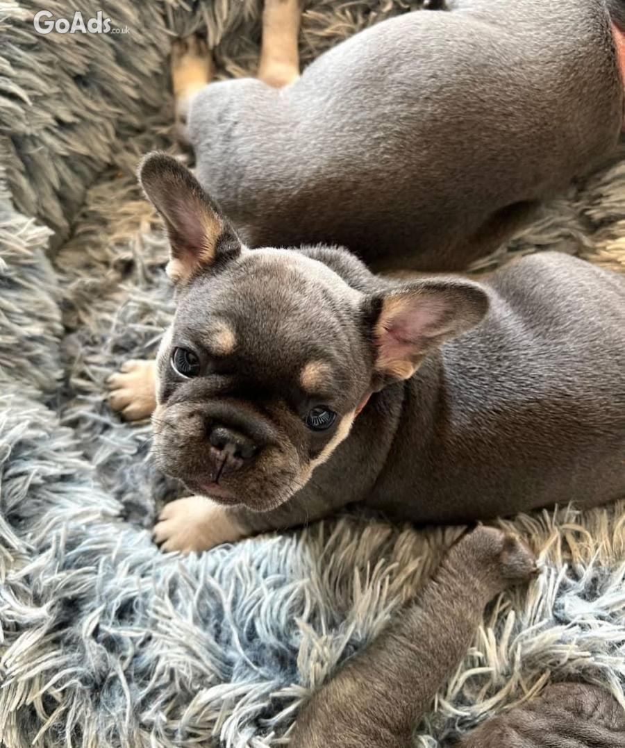 AKC French Bulldog Puppies Available