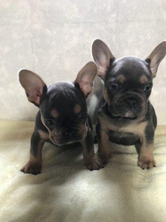 AKC French Bulldog puppies