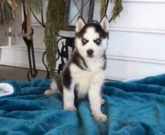 AKC Registered Siberian Husky Puppies Ready
