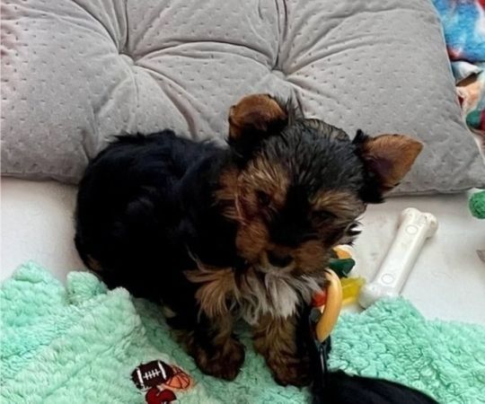 AKC YORKSHIRE TERRIER GIRL