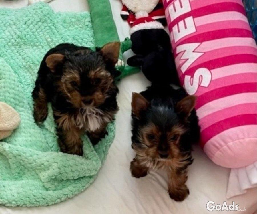 AKC YORKSHIRE TERRIER GIRL