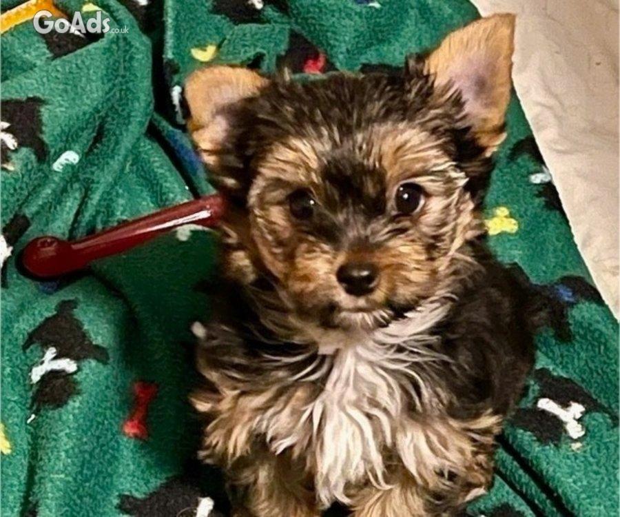 AKC YORKSHIRE TERRIER GIRL