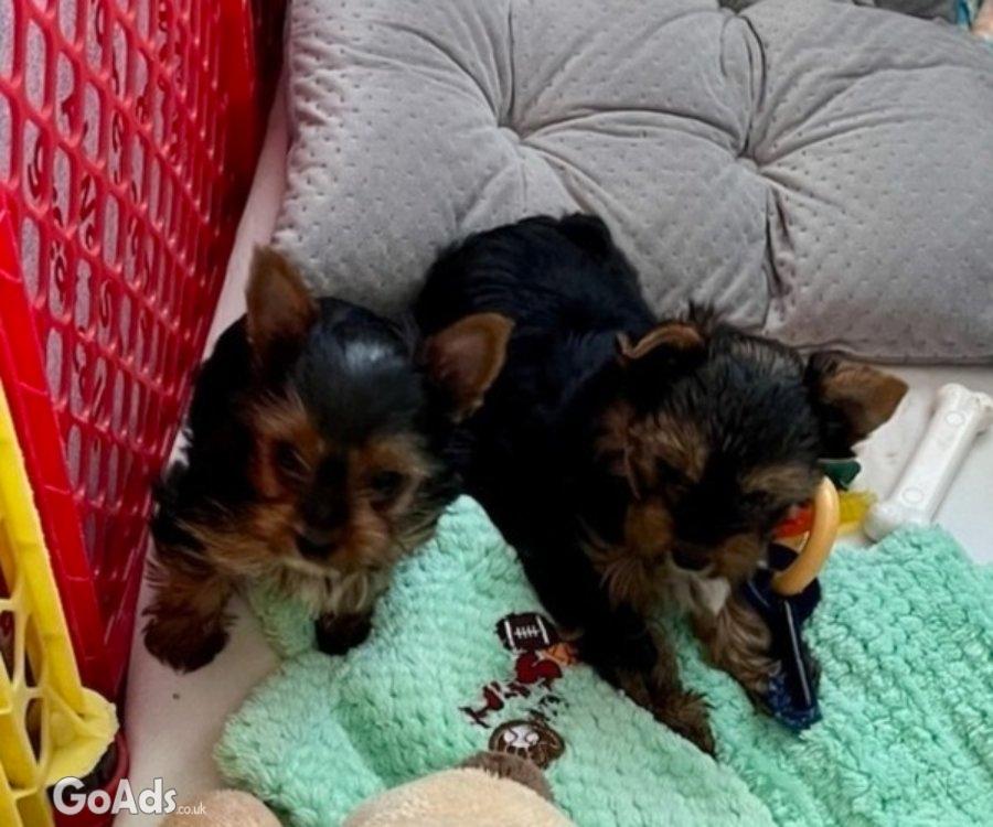 AKC YORKSHIRE TERRIER GIRL