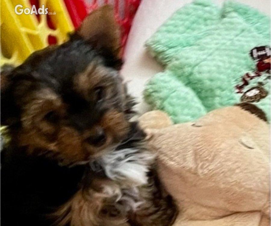 AKC YORKSHIRE TERRIER GIRL