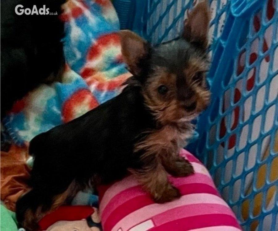 AKC YORKSHIRE TERRIER GIRL