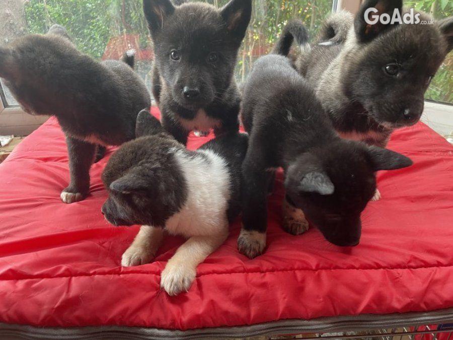 Akita Akita puppies 3 bo