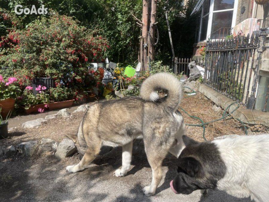 Akita Akita puppies 3 bo