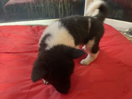 Akita Akita puppies 3 bo