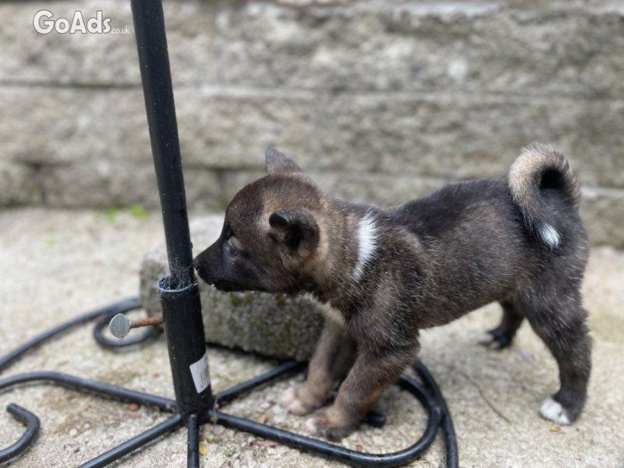 Akita Akita puppies 3 bo