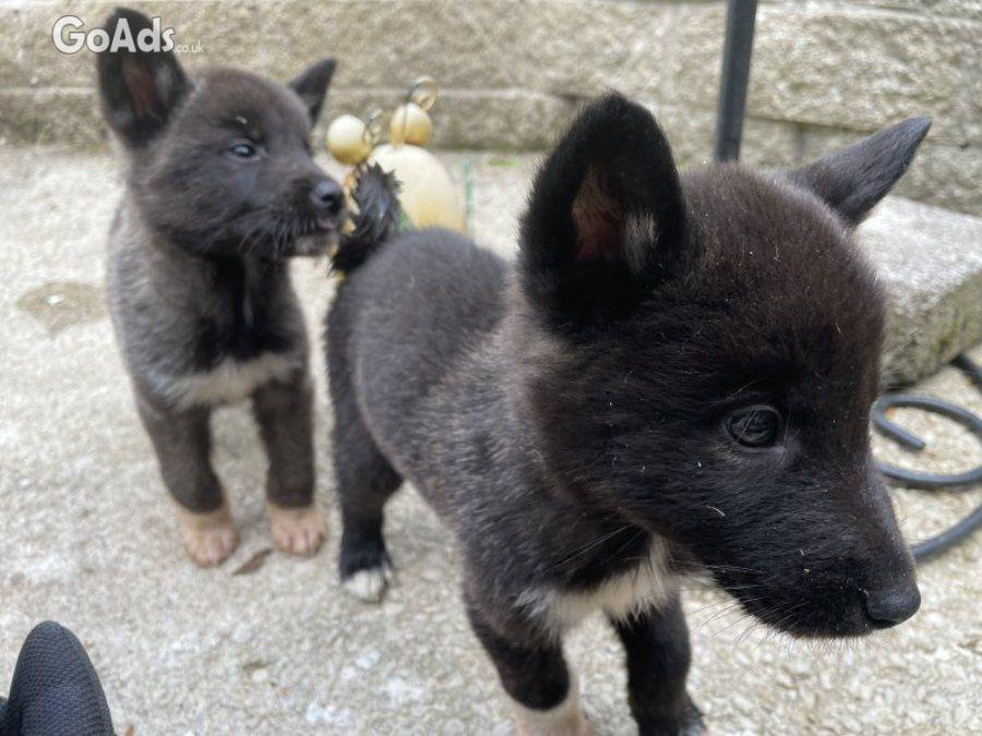 Akita Akita puppies 3 bo