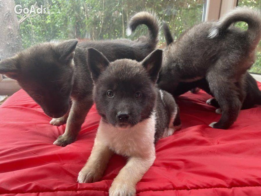 Akita Akita puppies 3 bo