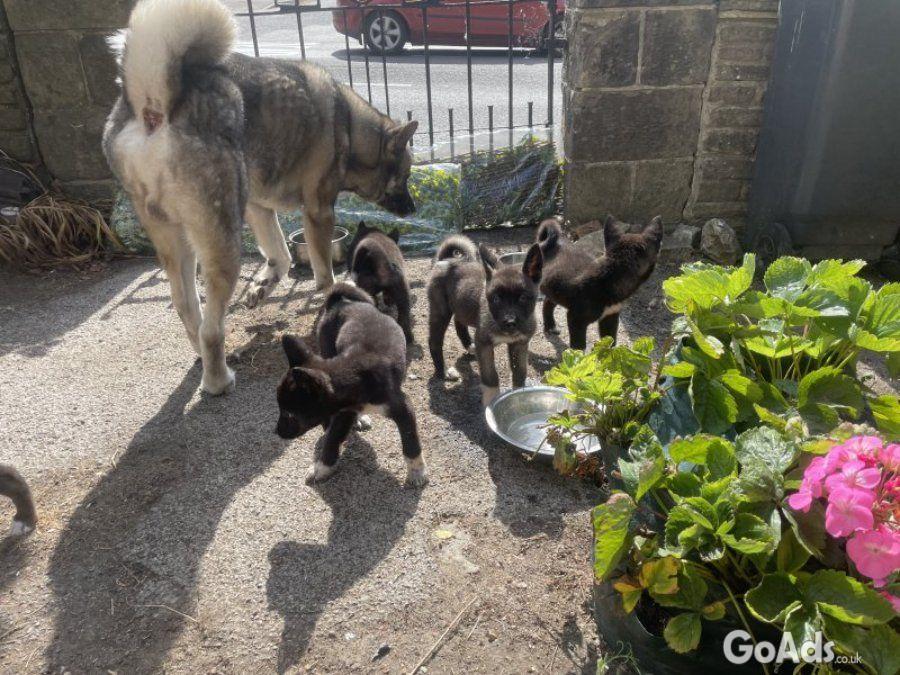 Akita Akita puppies 3 bo