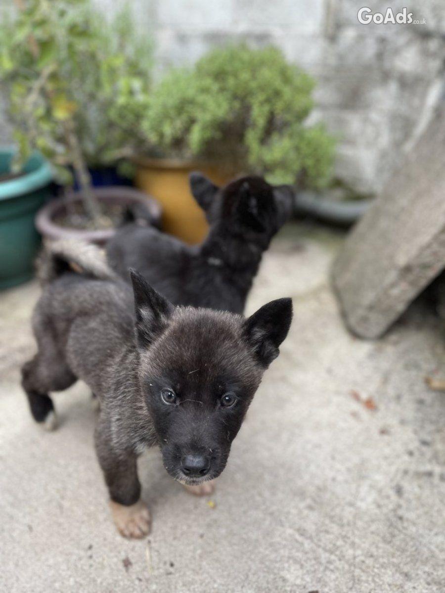 Akita Akita puppies 3 bo