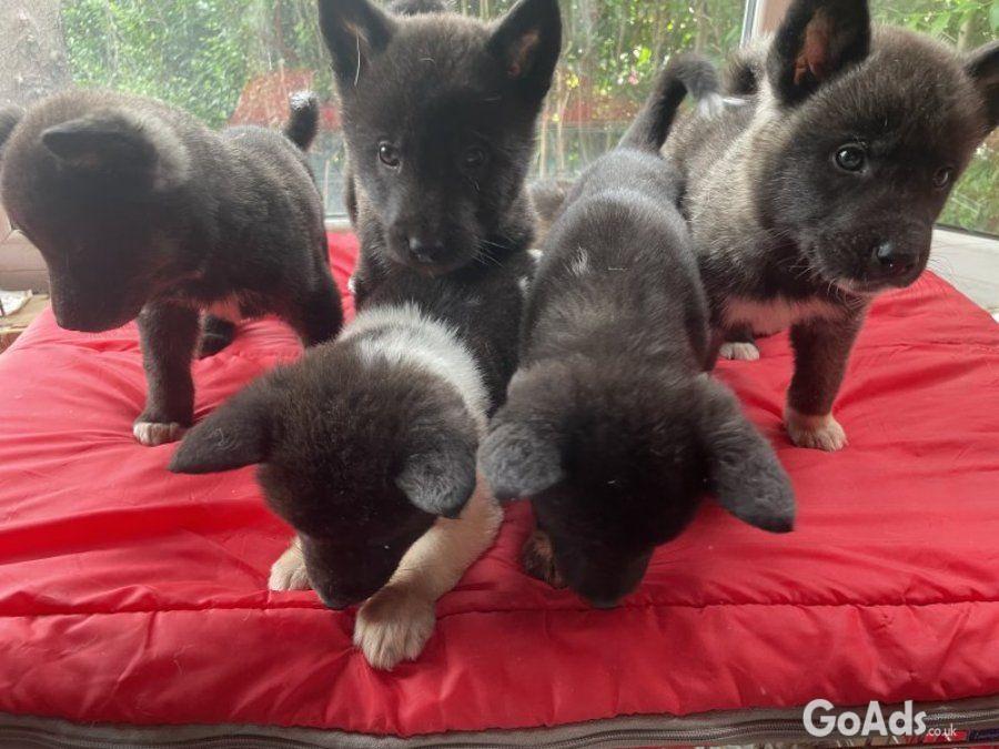 Akita Akita puppies 3 bo