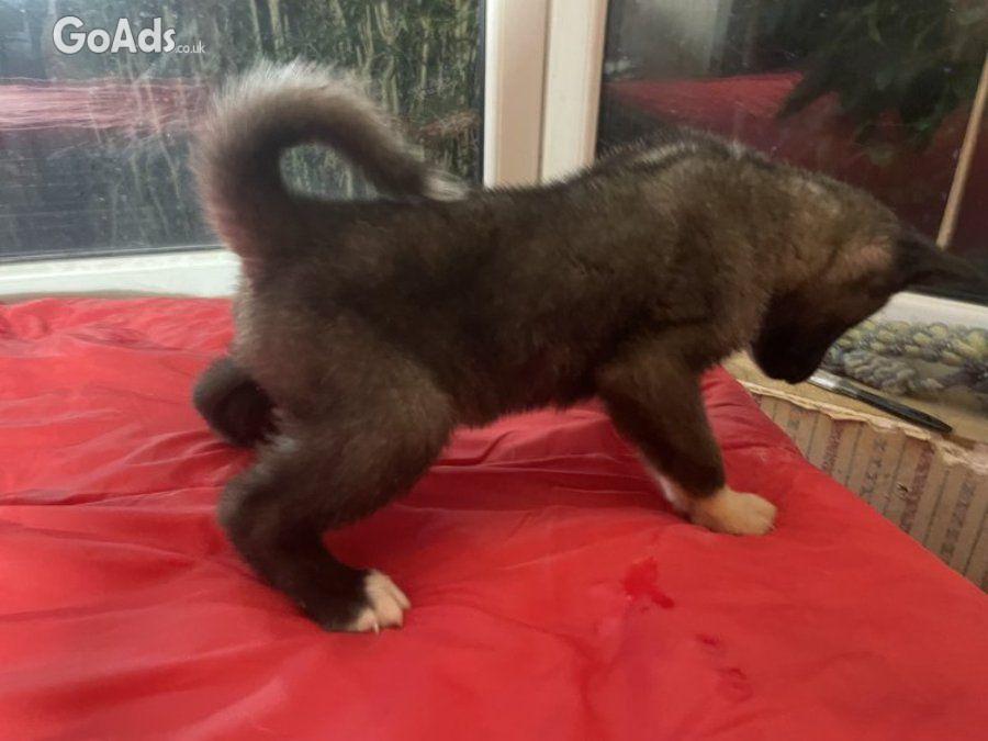 Akita Akita puppies 3 bo