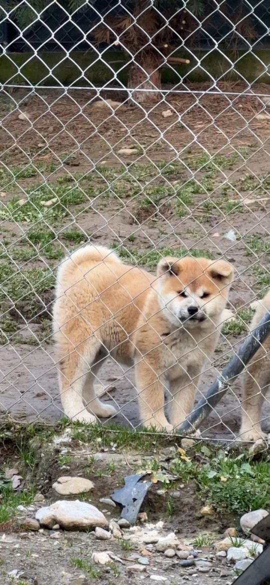 AKITA INU-Japanese Akita-Puppies with FCI papers