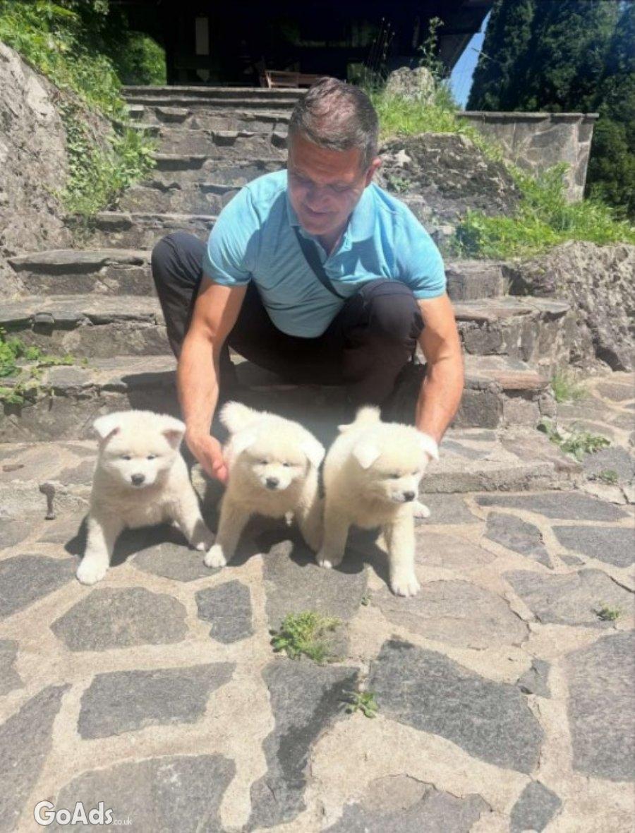 Akita inu puppies - Japanese
