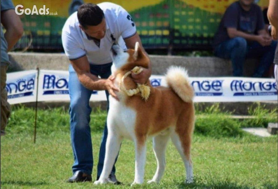 Akita inu puppies - Japanese