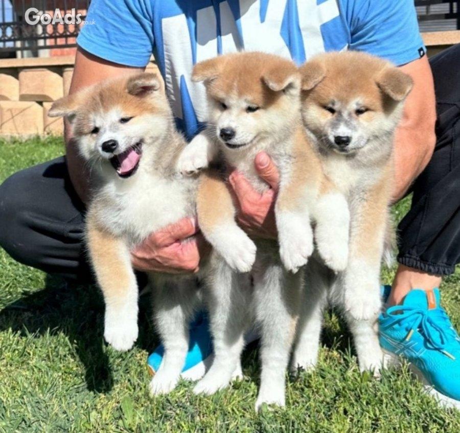 Akita inu puppies - Japanese