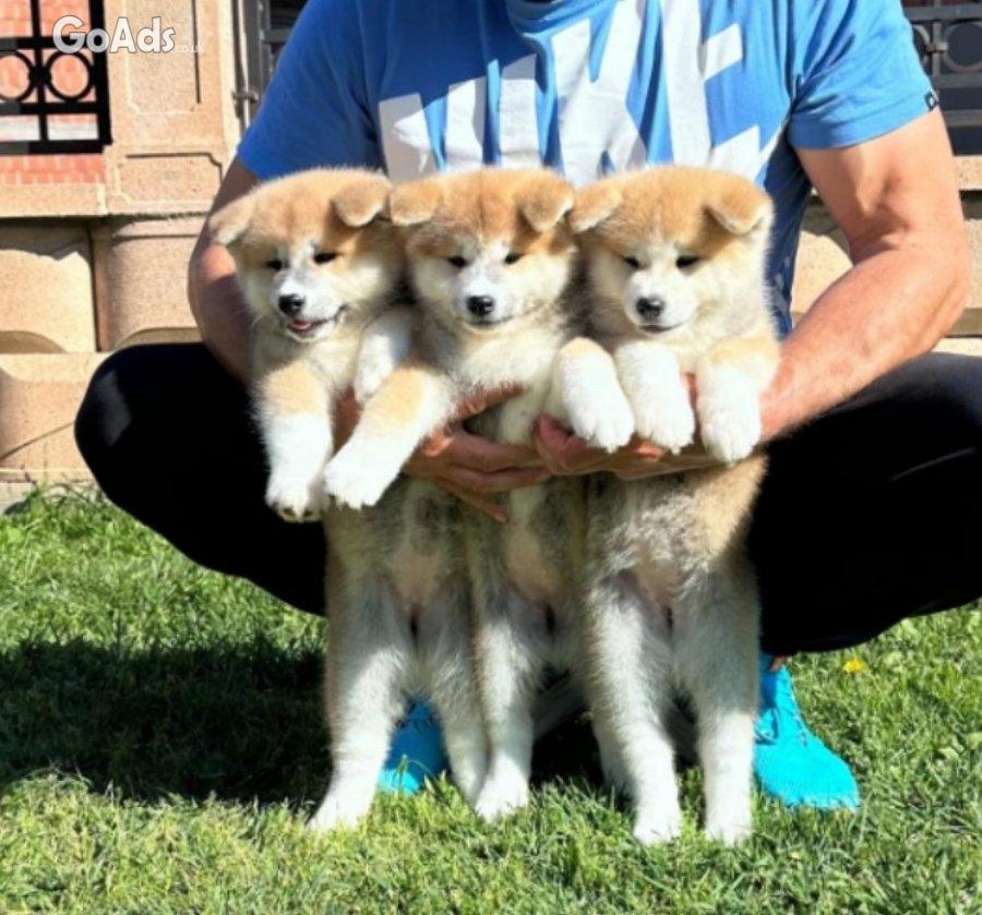 Akita inu puppies - Japanese