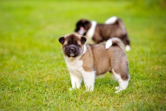 Akita Puppies Available Now For Sale