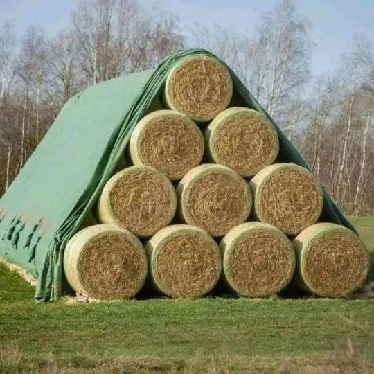 Alfafa Hay Wheat Straw Hay1