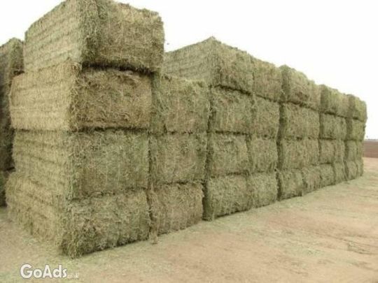 Alfafa Hay Wheat Straw Hay .