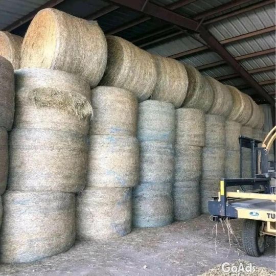 Alfafa Hay,Hay Animal Feed, Hay Feed Alfafa .
