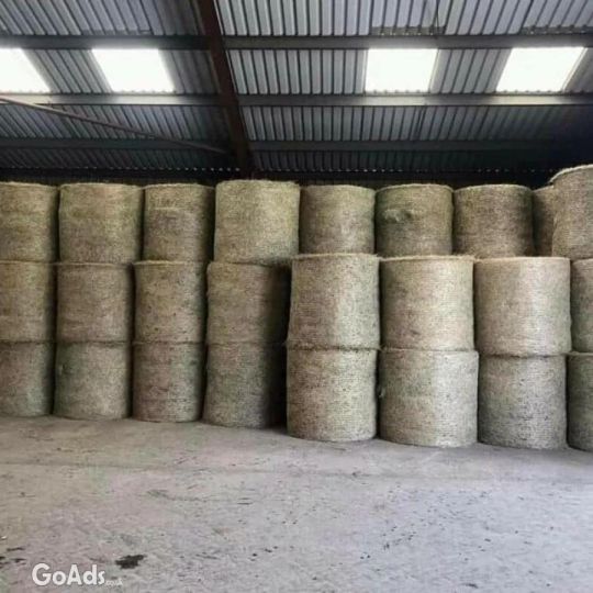 Alfafa Hay,Hay Animal Feed, Hay Feed .